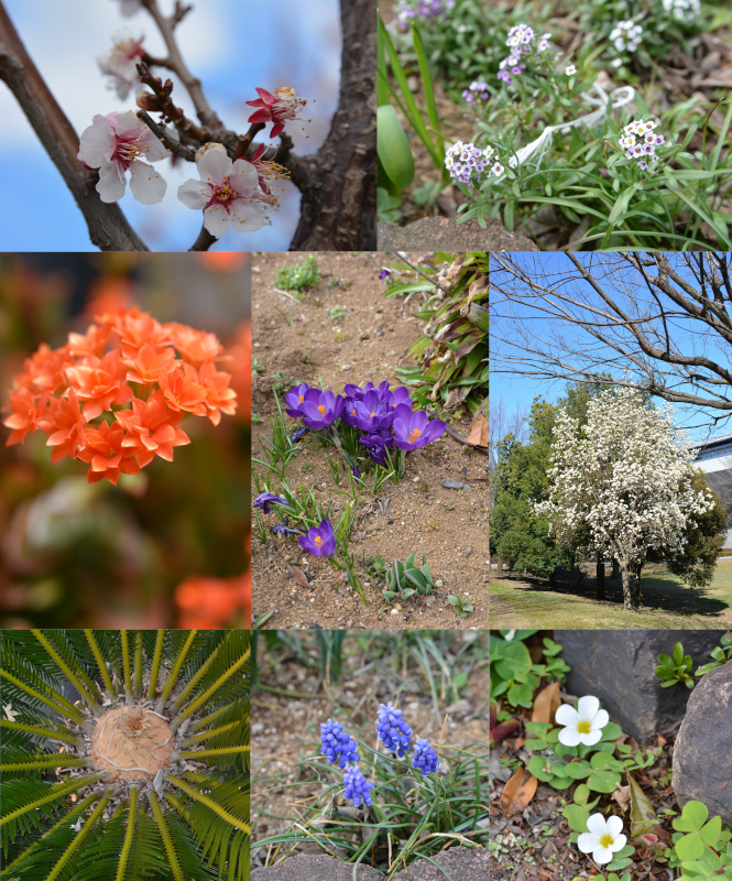 春の花