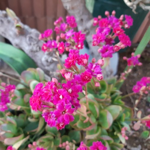 木製温室のｶﾗﾝｺｴ