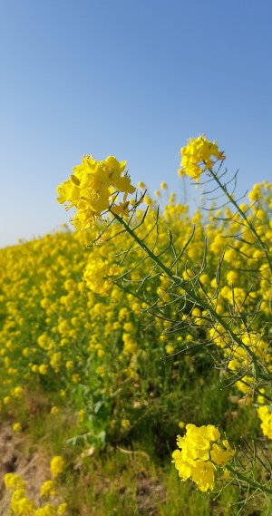 菜の花