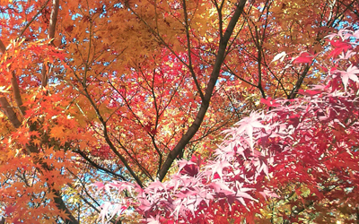 白久の家～薪ｽﾄｰﾌﾞ登場～