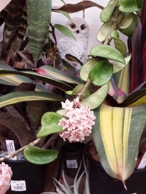 ﾎﾔ･ｶﾙﾉｰｻ･ｺﾝﾊﾟｸﾀ･ﾊﾞﾘｴｶﾞｰﾀ