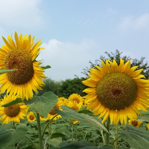 熊谷ﾄﾞｰﾑ　ひまわり見頃