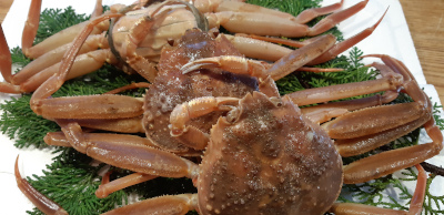 鳥取より冬の便り