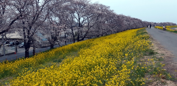 sakura～もうすぐ見頃～