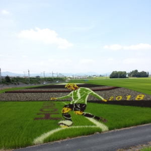 田んぼアート　日本を代表するサッカー選手｢本田圭佑｣