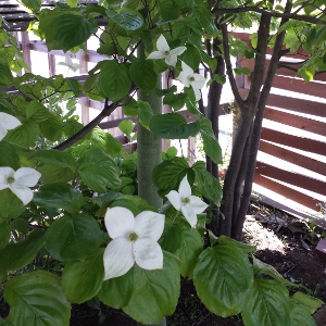 ヤマボウシの花